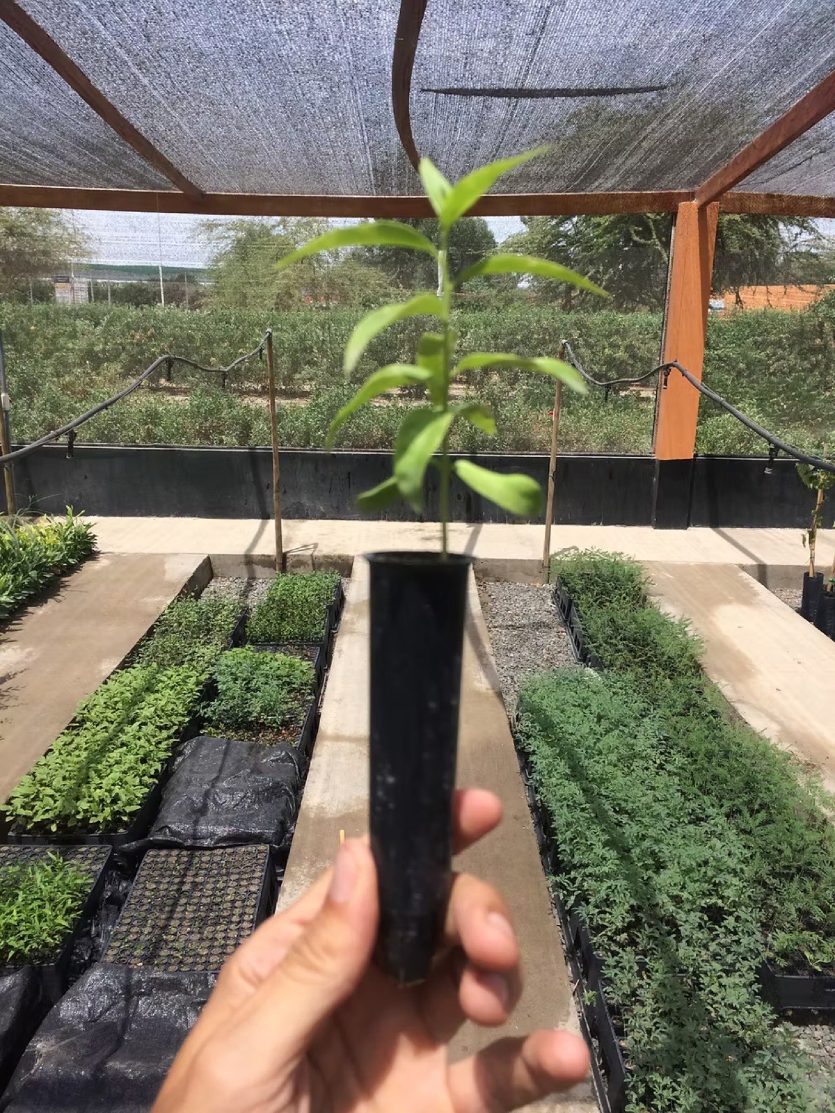 Plantón nativo del bosque seco desarrollado en tubete
