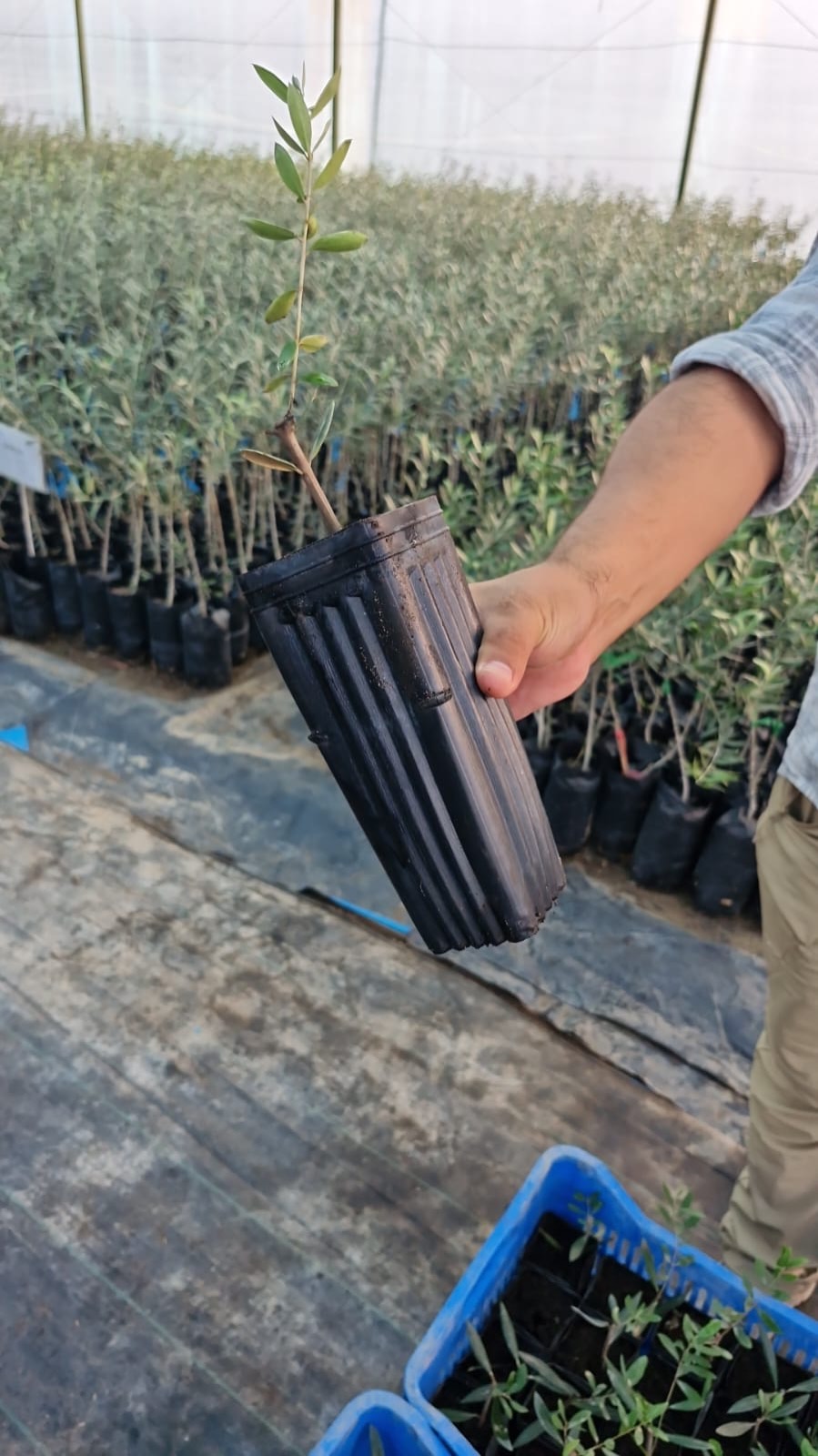 Plantón de olivo Olea europaea desarrollado en un contenedor de vivero