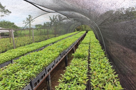 Producción de plantas a escala en bandejas dentro de un vivero protegido