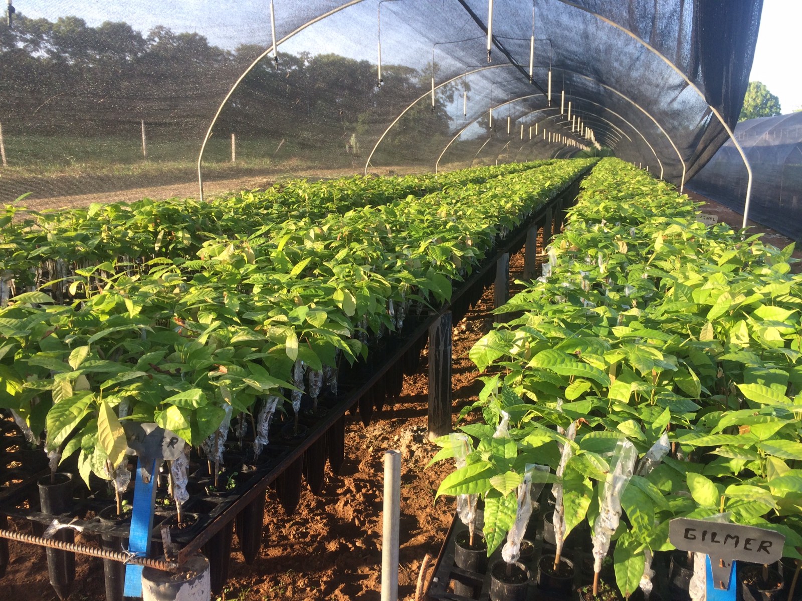 Plantones de cacao desarrollándose en un vivero bajo sombra