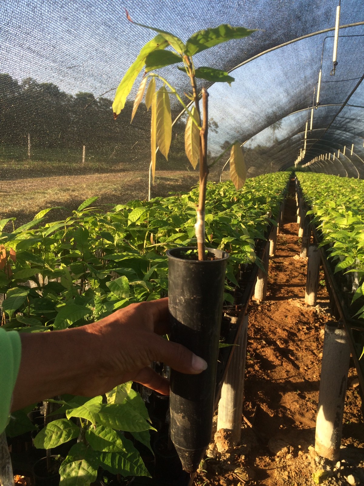 Planta injertada de cacao dentro de un tubete