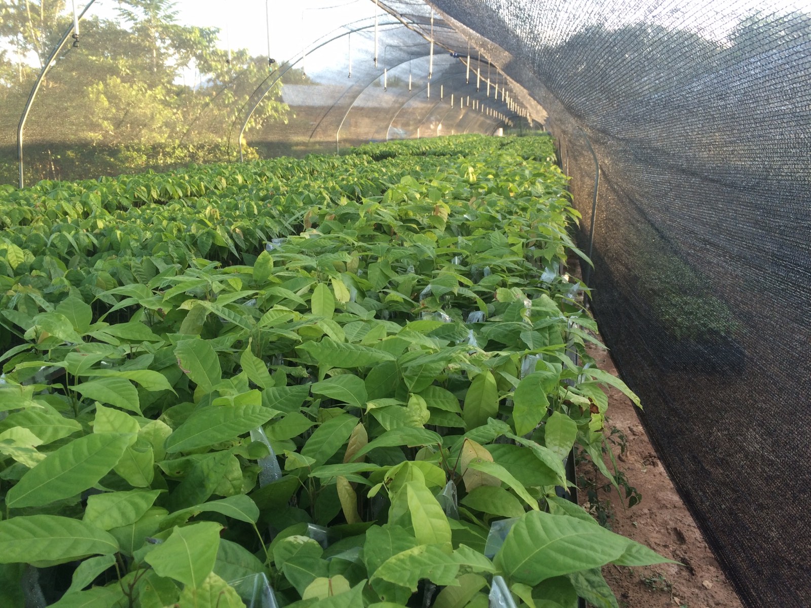 Plantones de cacao en desarrollo dentro del vivero
