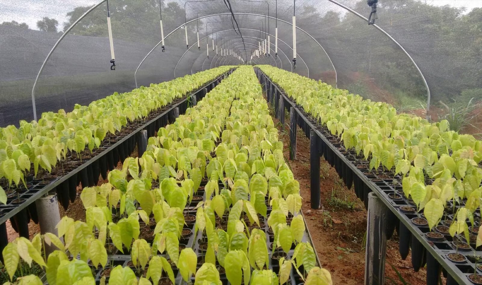 Producción a escala de plantones de cacao injertado en vivero