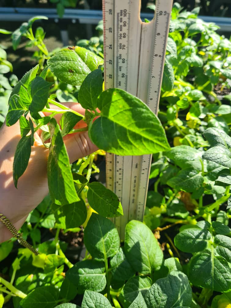 Medición del crecimiento de una planta de papa