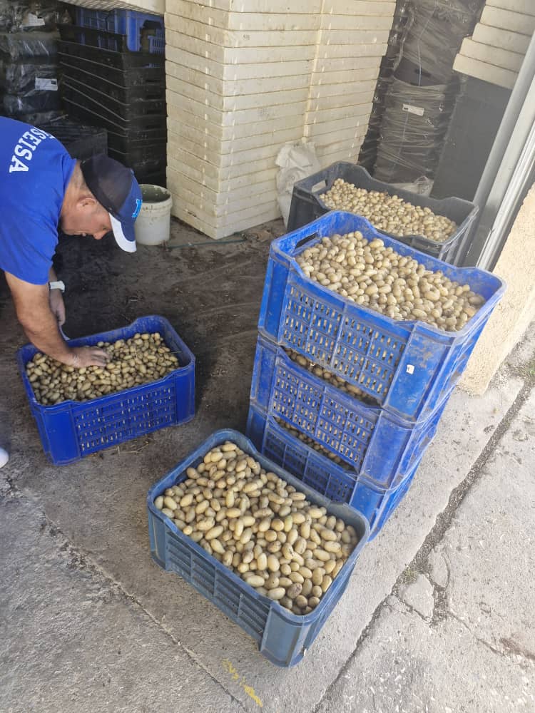 Cosecha de tubérculos de papa almacenada en cajas