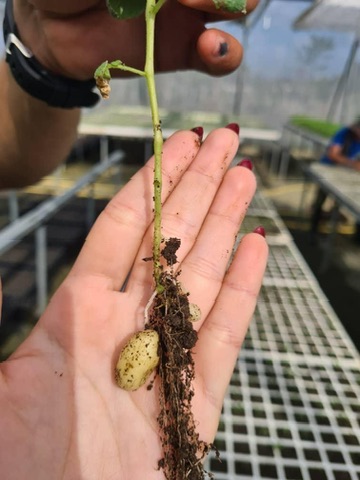 Planta joven de papa con formación temprana de tubérculo